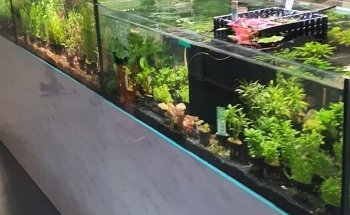 Coast Aquatics