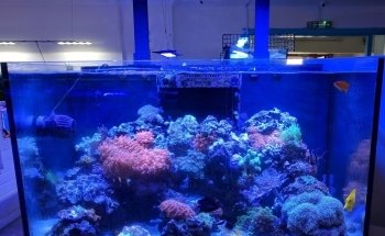 Coast Aquatics