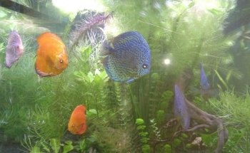 Aquaris Platy