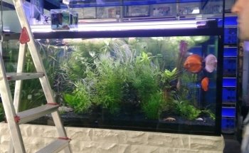 Aquaris Platy