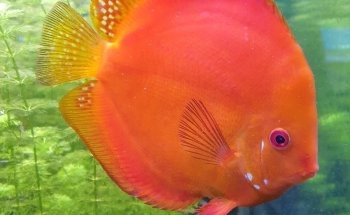 Aquaris Platy