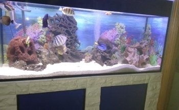 Aquaris Platy