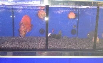 Aquaris Platy