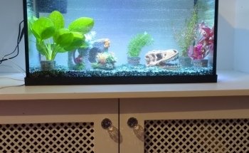 Maidenhead Aquatics Enfield