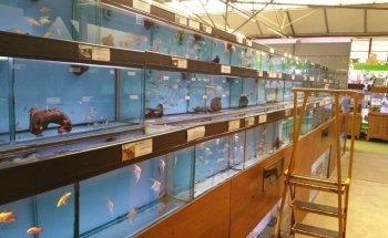 Maidenhead Aquatics Enfield