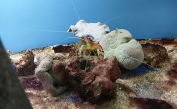 Maidenhead Aquatics Enfield