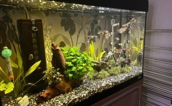 Maidenhead Aquatics Enfield