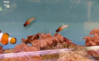 Maidenhead Aquatics Enfield