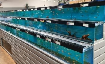 Maidenhead Aquatics Enfield