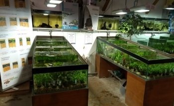 Maidenhead Aquatics Enfield