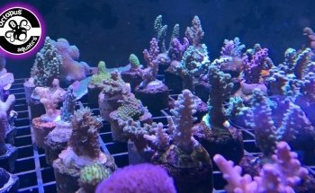 Octopus 8 Aquatics