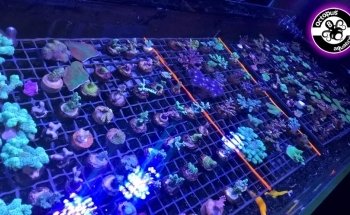 Octopus 8 Aquatics