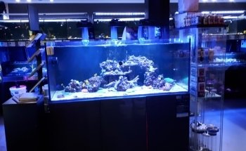 Octopus 8 Aquatics