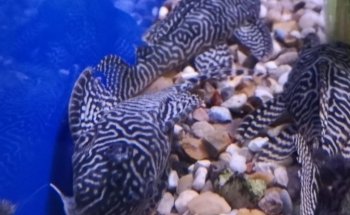 Aquatics Supplies & Services Wales Ltd