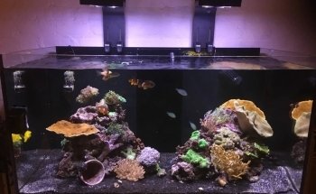 Aquatics Supplies & Services Wales Ltd