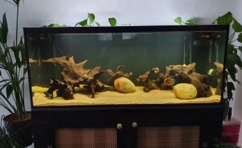 ND Aquatics Ltd
