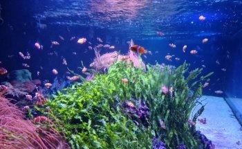SEA LIFE London Aquarium Entrance