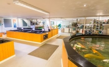 North East Koi
