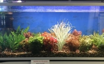 North East Koi