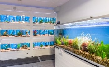 North East Koi