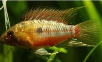 The Aquatic Habitat