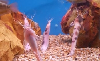 The Aquatic Habitat