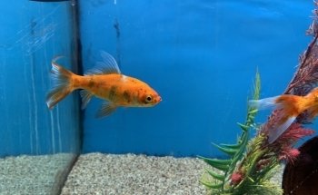 The Aquatic Habitat