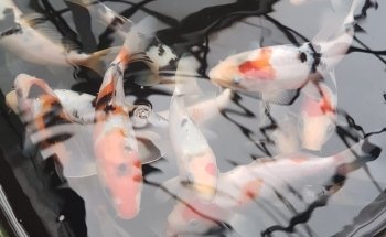 The Aquatic Habitat