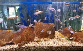 The Aquatic Habitat