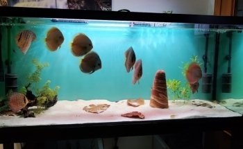 Disco Fish S.L.
