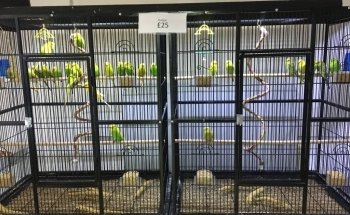 Newport Pets