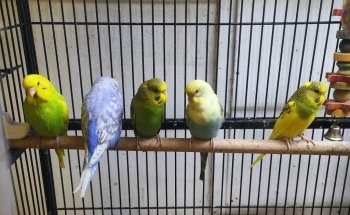 Newport Pets
