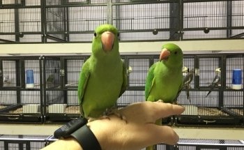 Newport Pets