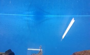 Cheshire Aquatics