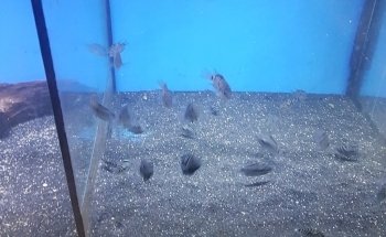 Cheshire Aquatics