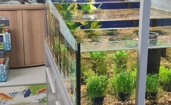 Abacus Aquatics