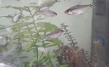 Abacus Aquatics