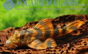 Abacus Aquatics
