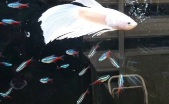 Abacus Aquatics
