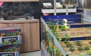 Abacus Aquatics