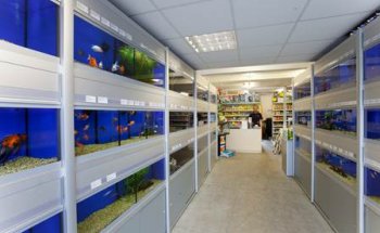Abacus Aquatics