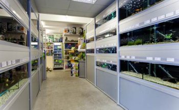 Abacus Aquatics