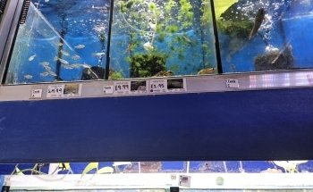 The Fish Den Aquatics Ltd