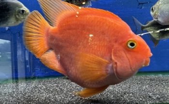 The Fish Den Aquatics Ltd