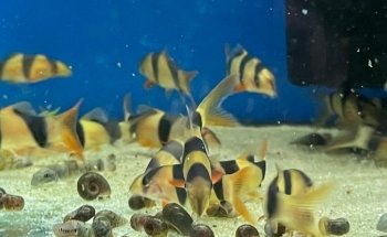 The Fish Den Aquatics Ltd