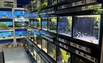 The Fish Den Aquatics Ltd