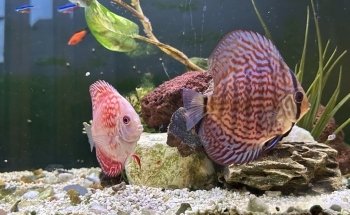 The Fish Den Aquatics Ltd