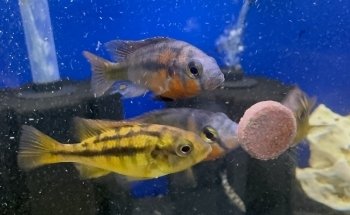 The Fish Den Aquatics Ltd