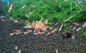 Pro Shrimp