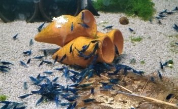 Pro Shrimp